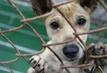 MPPB abre procedimento para apurar situação de animais abandonados em Teixeira