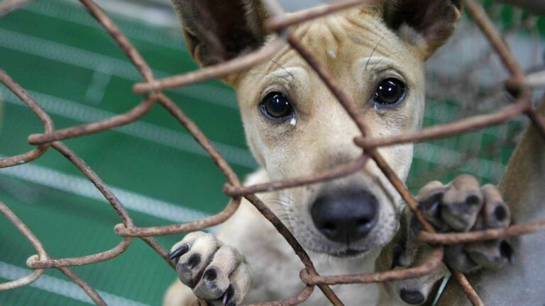 MPPB abre procedimento para apurar situação de animais abandonados em Teixeira