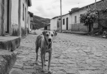 Polícia investiga morte de mais de 60 cães por envenenamento em Teixeira