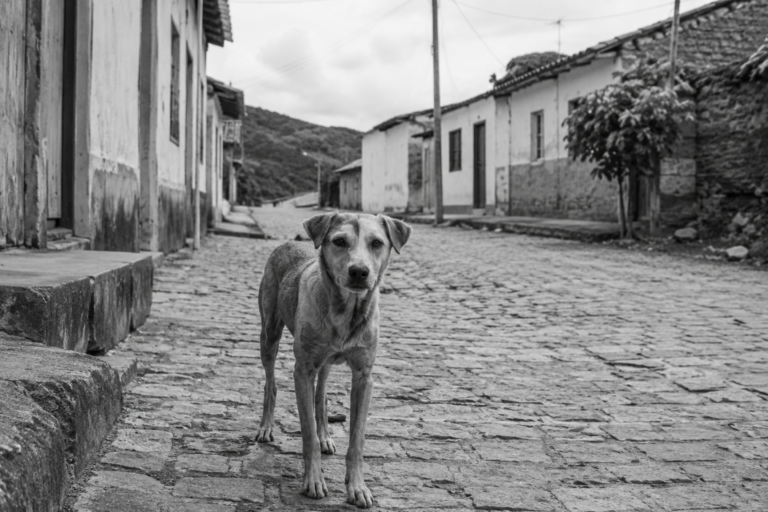 Polícia investiga morte de mais de 60 cães por envenenamento em Teixeira