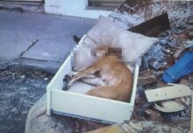 Polícia investiga morte de cão caramelo em Rio Preto