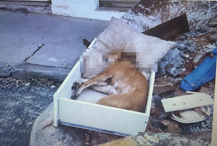 Polícia investiga morte de cão caramelo em Rio Preto