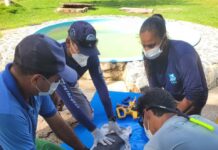 Filhote de peixe-boi-marinho é resgatado na Paraíba