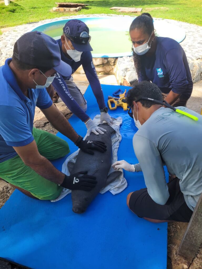 Filhote de peixe-boi-marinho é resgatado na Paraíba