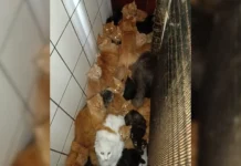Mais de 400 gatos são encontrados em apartamento em Concórdia (SC), diz prefeitura