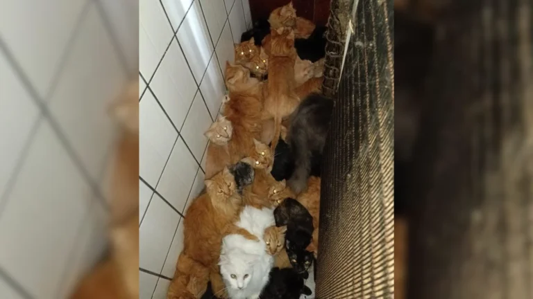 Mais de 400 gatos são encontrados em apartamento em Concórdia (SC), diz prefeitura