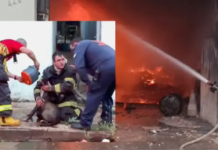 Cão é resgatado de barracão em chamas pelo Corpo de Bombeiros