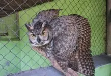 Zoológico de Prudente acolhe a maior coruja das Américas