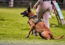Cães farejadores fazem operação para encontrar idoso de 60 anos desaparecido