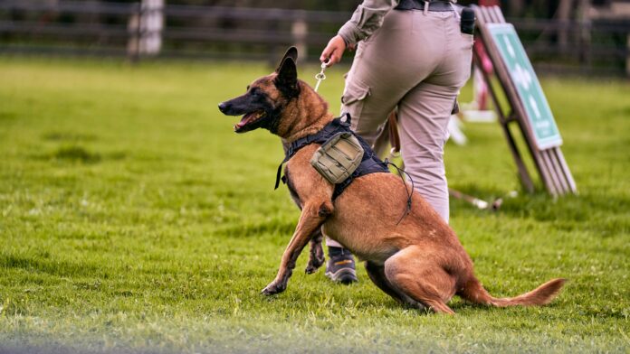 Cães farejadores fazem operação para encontrar idoso de 60 anos desaparecido