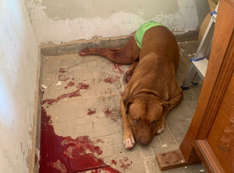 Pitbull é esfaqueado ao defender tutor atacado a faca pelo próprio filho