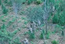 Plantação com 18 mil pés de maconha é descoberta e destruída pela PF em Monteiro