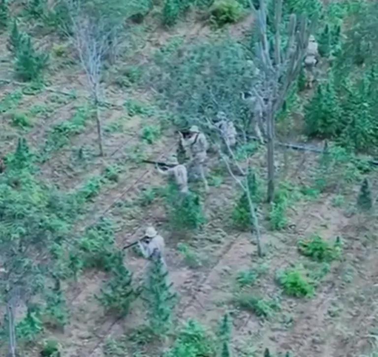 Plantação com 18 mil pés de maconha é descoberta e destruída pela PF em Monteiro