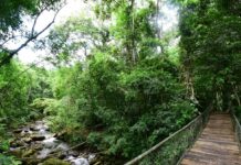 Dia da Mata Atlântica: Vale do Paraíba e Litoral Norte concentram importantes áreas preservadas do bioma