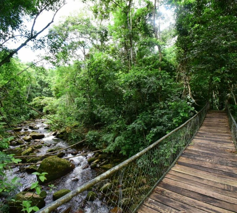 Dia da Mata Atlântica: Vale do Paraíba e Litoral Norte concentram importantes áreas preservadas do bioma