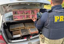 Mais de 150 aves silvestres transportadas de forma ilegal são resgatadas em rodovia de Registro