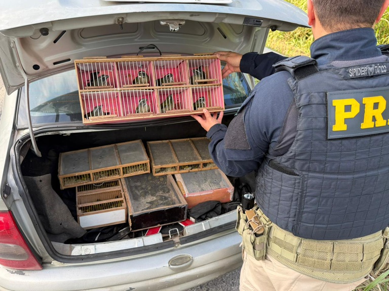 Mais de 150 aves silvestres transportadas de forma ilegal são resgatadas em rodovia de Registro