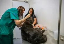 Finalmente, Clínica Veterinária Meu Pet inicia atendimentos gratuitos em Ribeirão Preto