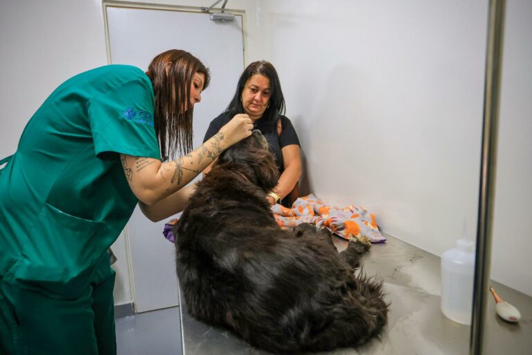 Finalmente, Clínica Veterinária Meu Pet inicia atendimentos gratuitos em Ribeirão Preto