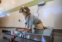 Clínica Veterinária Meu Pet registra mais de 1.7 mil procedimentos nos primeiros dias de funcionamento