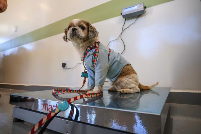 Clínica Veterinária Meu Pet registra mais de 1.7 mil procedimentos nos primeiros dias de funcionamento