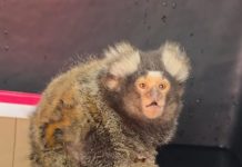 Sagui é resgatado em Guarujá com sinais de maus-tratos