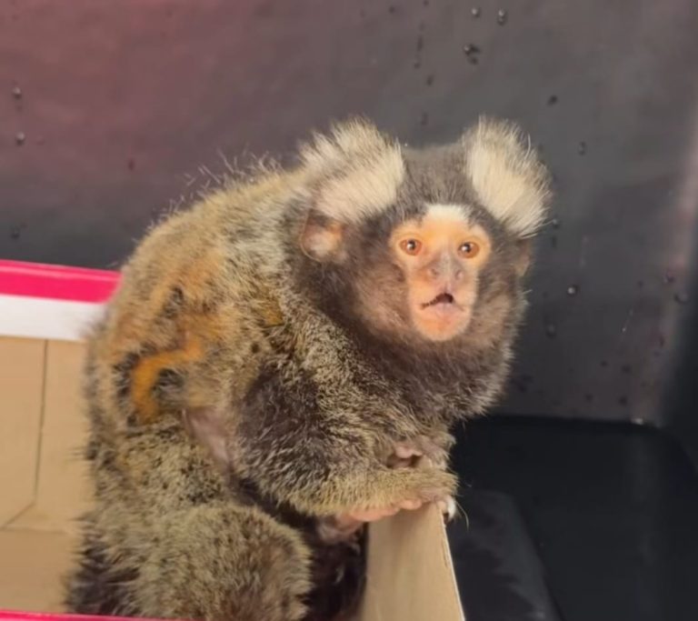 Sagui é resgatado em Guarujá com sinais de maus-tratos