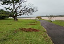 Balneário recebe plantio de 100 mudas para ampliar arborização em área verde
