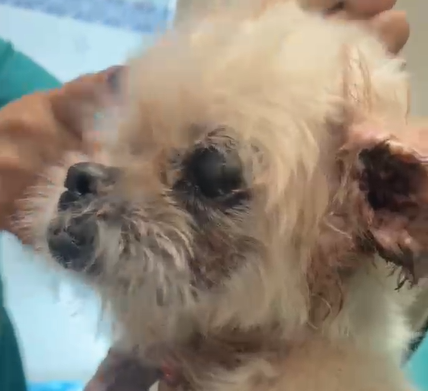 Cão resgatado em apartamento passa por cirurgia, retira tumores e continua internado