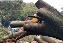 Árvore de grande porte cai e interdita trecho da Avenida Brasil em Campinas