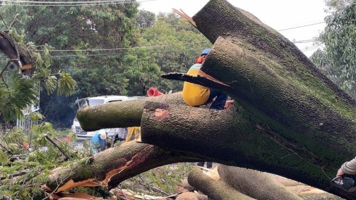 Árvore de grande porte cai e interdita trecho da Avenida Brasil em Campinas