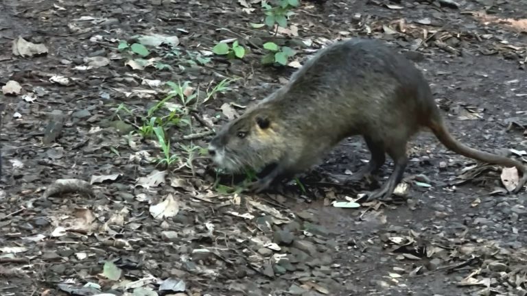 VÍDEO: GCM resgata ratão-do-banhado em Cordeirópolis