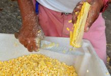 Milho, pamonha e canjica: o que observar na hora da compra durante o período junino