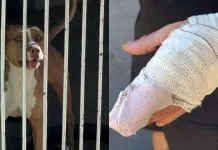 Pitbull escapa e ataca vizinho em Campinas