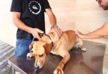 Vacinação antirrábica em Santos será retomada nesta quarta-feira
