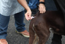 Cubatão promove vacinação e chipagem gratuita de animais