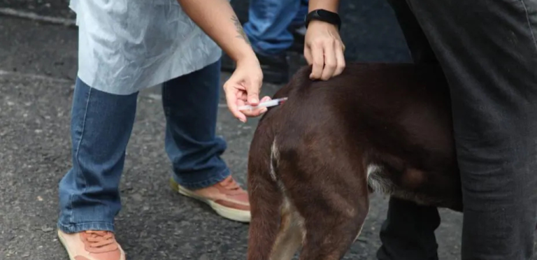 Cubatão promove vacinação e chipagem gratuita de animais