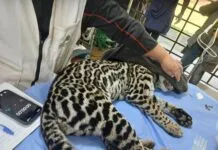 Jaguatirica invade área de aeroporto e é resgatada pela Guarda Municipal