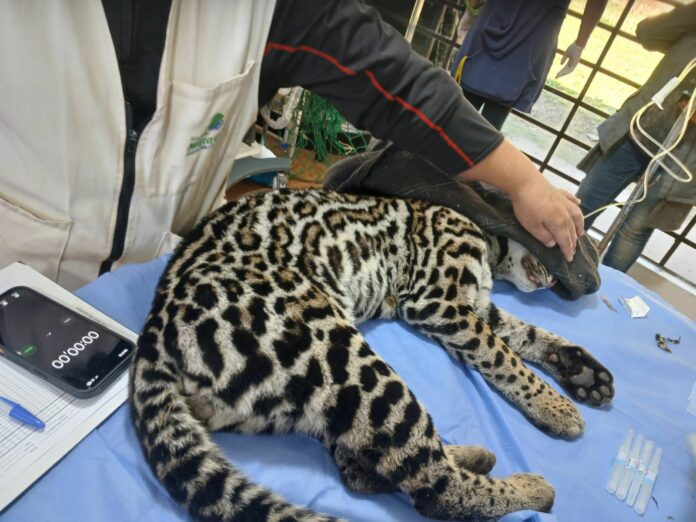 Jaguatirica invade área de aeroporto e é resgatada pela Guarda Municipal Jaguatirica invade área de aeroporto e é resgatada pela Guarda Municipal