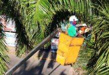 Saúde realiza ação de vigilância contra o bicho-barbeiro em Araçatuba