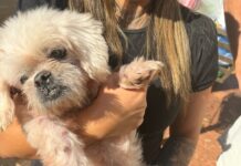 Após denúncia de vizinhos, casal é detido em Ribeirão Preto por maus-tratos contra cão