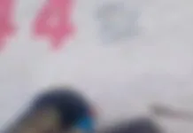 Polícia prende suspeito de torturar homens a pauladas em São José; veja VÍDEO