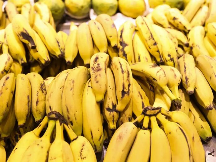 FRUTAS - BANANA - AGENCIA BRASIL