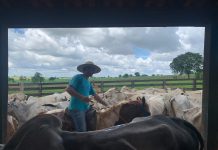 Reduzir emissões de metano na pecuária exige produtividade e bem-estar animal, diz estudo