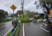 Ventos de até 84 km/h provocam queda de árvores em diversos pontos de São José