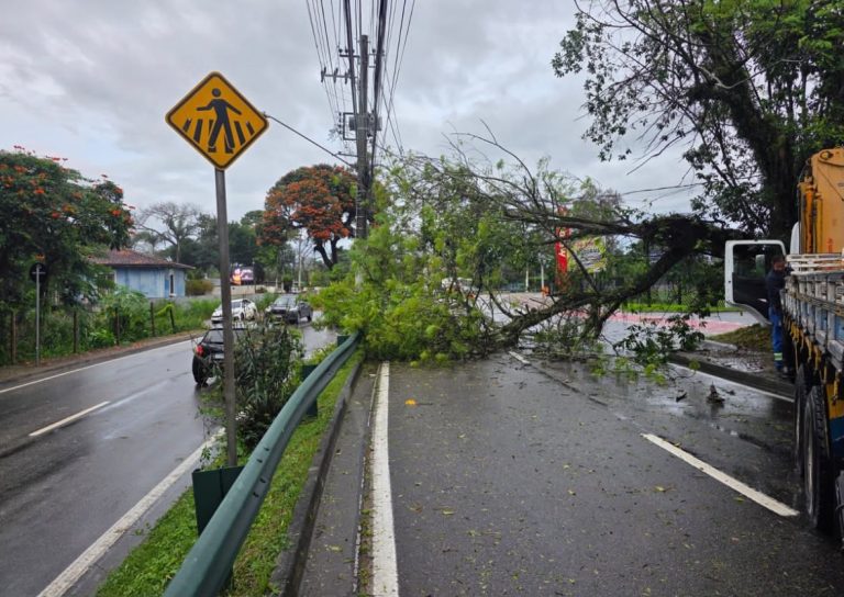 Ventos de até 84 km/h provocam queda de árvores em diversos pontos de São José