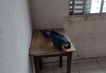 Aves silvestres mantidas irregularmente são resgatadas em Praia Grande; VÍDEO