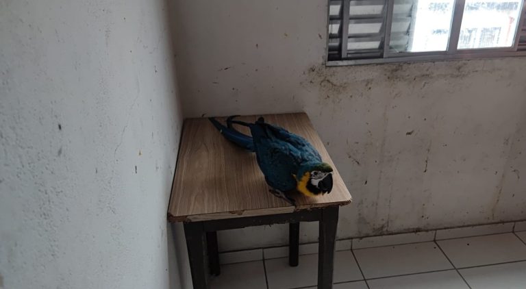 Aves silvestres mantidas irregularmente são resgatadas em Praia Grande; VÍDEO
