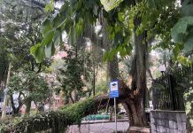 Árvore cai sobre fiação elétrica e interdita rua em São José