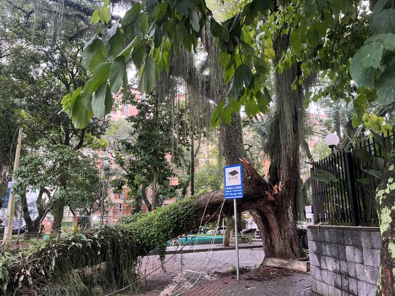 Árvore cai sobre fiação elétrica e interdita rua em São José